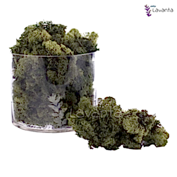 Teraryum Doğal Yosun Yeşil