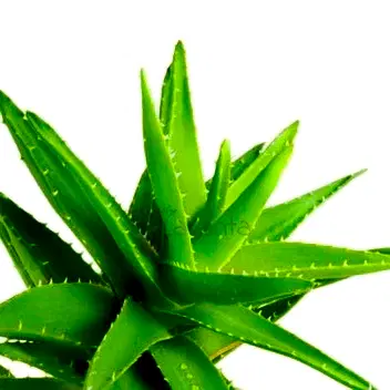 Aloe Vera Esansı