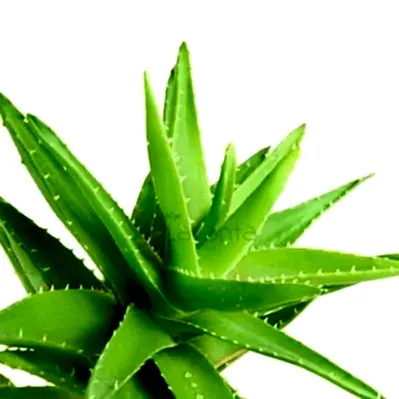 Aloe Vera Esansı