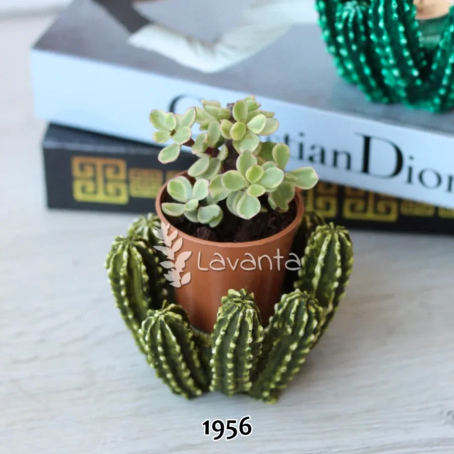 Kaktüs Mumluk ve Saksı Kalıbı