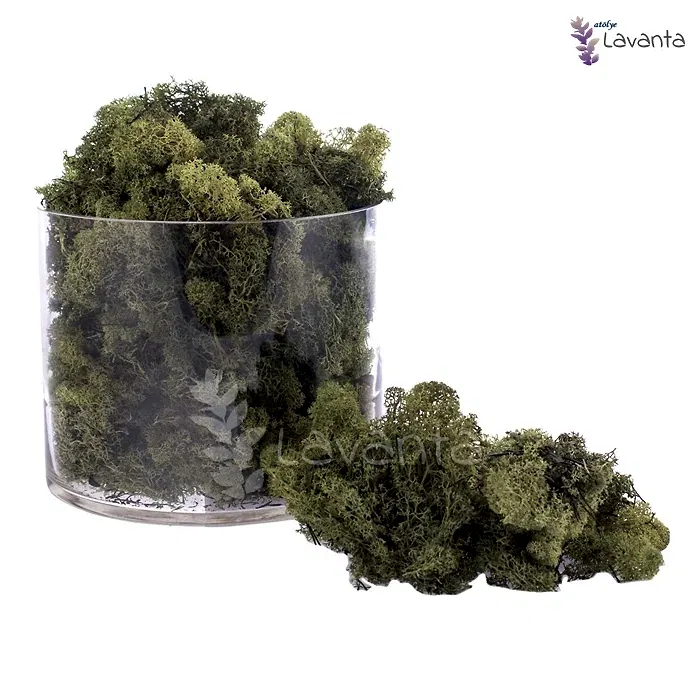 Teraryum Doğal Yosun Yeşil